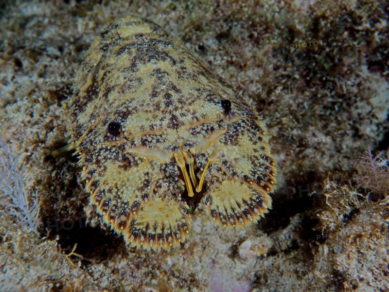 American baleen crab (Scyllarus americanus), dive site John Pennekamp Coral Reef State Park, Key Largo, Florida Keys, Florida, USA, North America