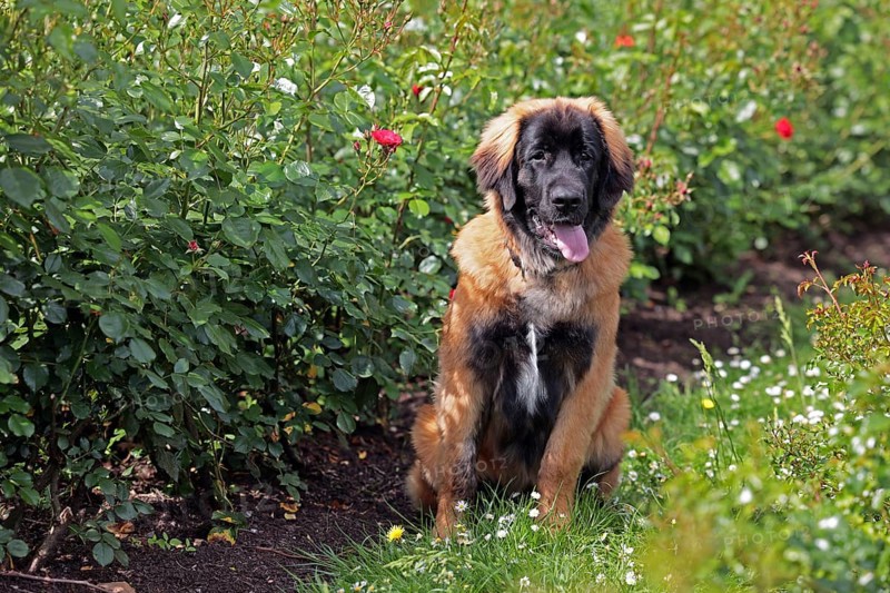 Leonberger