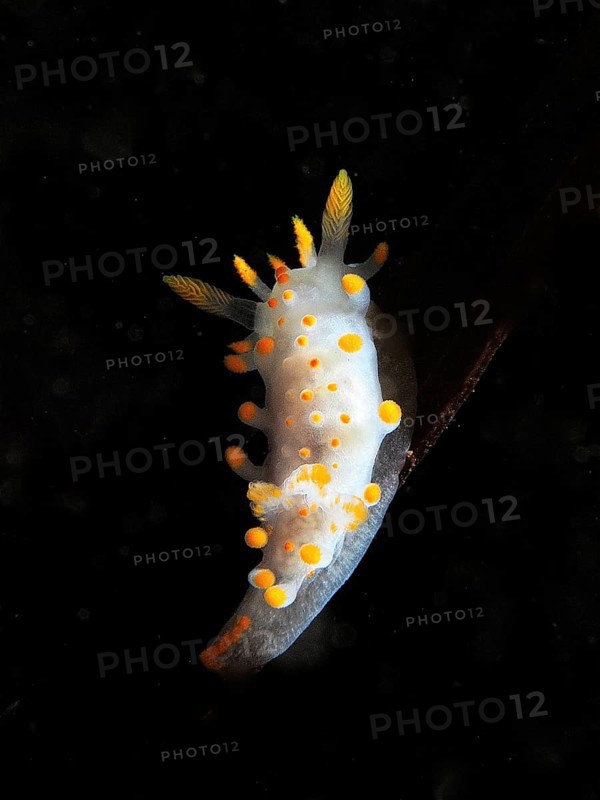 A nudibranch with yellow and white dots, Orange Club Nudibranch (Limacia clavigera), against a dark background. Dive site Maharees Islands, Castlegregory, Co. Kerry, Irish Sea, North Atlantic, Ireland, Europe
