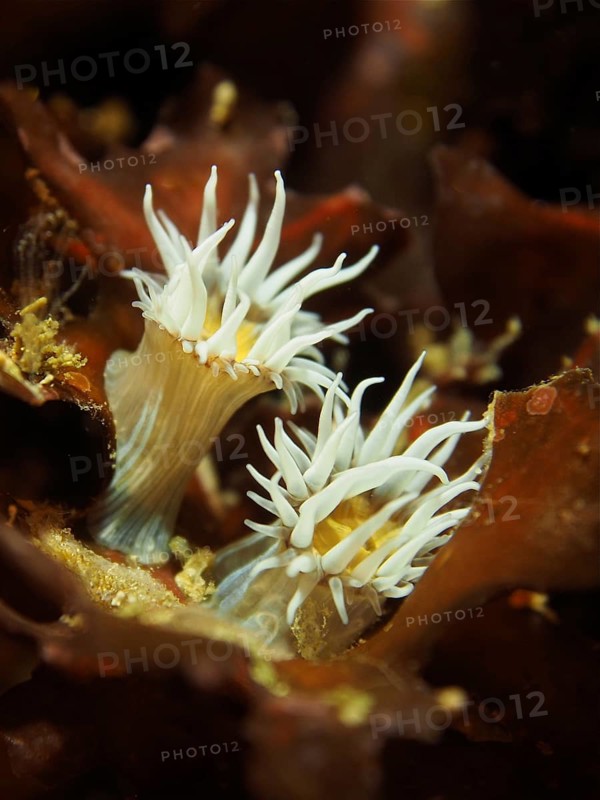 Two spiegeleianemone (Actinothoe sphyrodeta) protrude from a brown underwater landscape. Dive site Maharees Islands, Castlegregory, Co. Kerry, Irish Sea, North Atlantic, Ireland, Europe