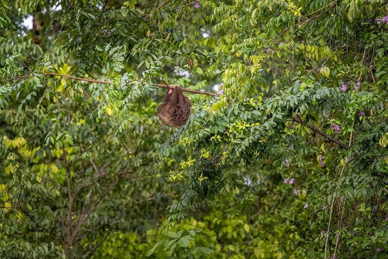 Brown-throated sloth (Bradypus variegatus) hanging asleep in a tree, Tortuguero National Park, Costa Rica, Central America
