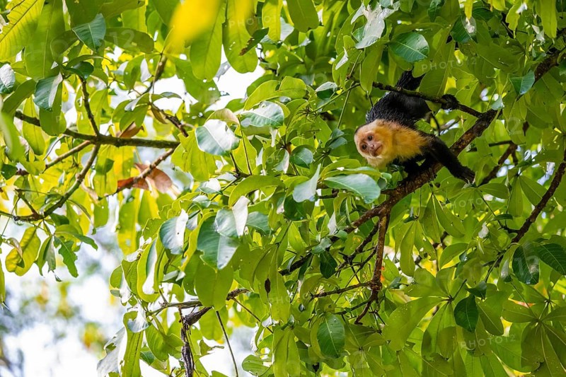 White-headed capuchin (Cebus imitator) in a tree, Cahuita National Park, Costa Rica, Central America