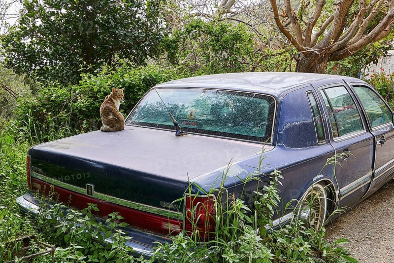 An old limousine with a cat on the boot, surrounded by trees and bushes, wrecked vehicle, Crete, Greek Islands, Greece, Europe