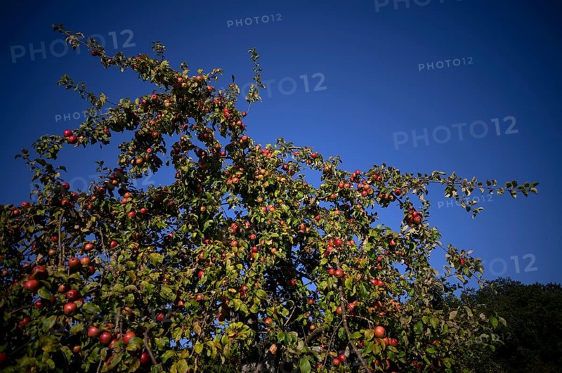 Apple tree, red apples, full, meadow orchard, Waiblingen, Baden-Württemberg, Germany, Europe