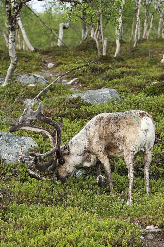 Reindeer (Rangifer tarandus) male, domesticated animal with strong velvet antlers in the tundra in the fell birch forest, northern Finland, Scandinavia
