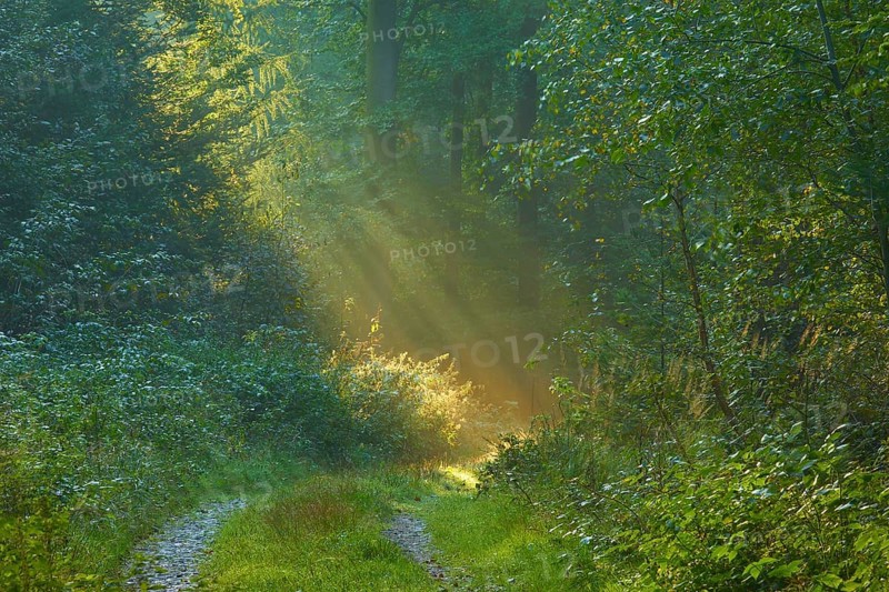 Picturesque forest path with bright sunbeams and lush greenery, a peaceful nature picture, Vielbrunn, Michelstadt, Odenwald, Hesse, Germany, Europe
