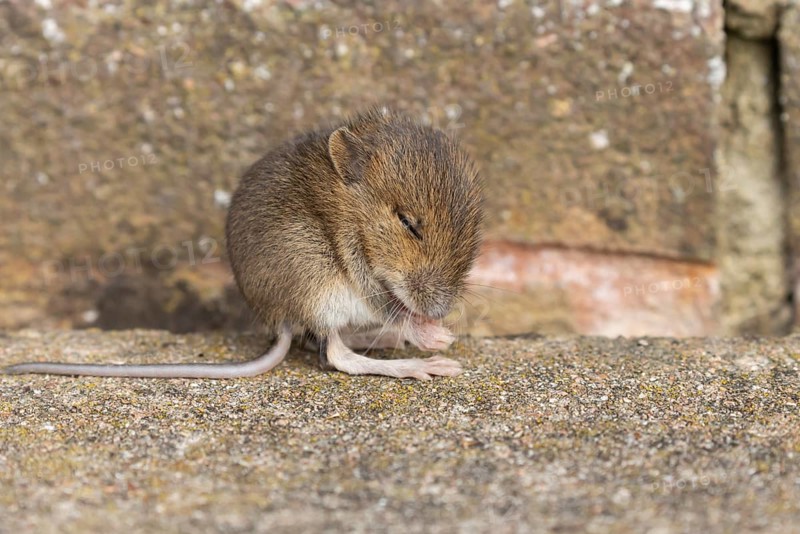 Brown rat (Rattus norvegicus) juvenile baby rodent animal washing its front foot by a building brick wall, England, United Kingdom, Europe