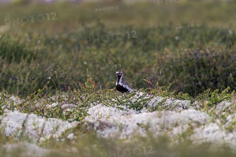 European golden plover (Pluvialis apricaria), Rondane National Park, Venabygdsfjell, Rondafjell, Enden, Ringebu, Innlandet, Norway, Europe