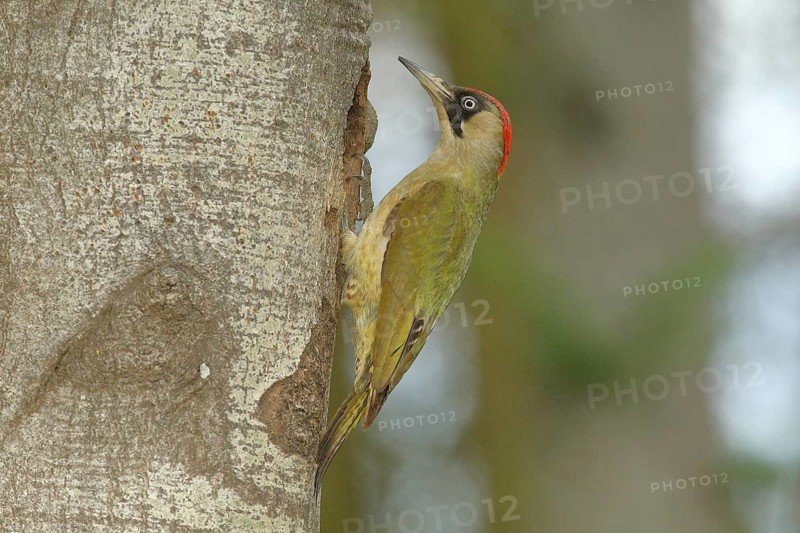 European green woodpecker (Picus viridis) male at the breeding den, wildlife, North Rhine-Westphalia, Germany, Europe