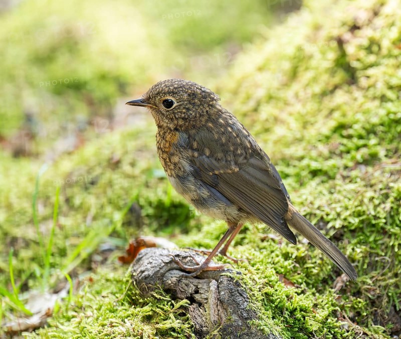 European robin (Erithacus rubecula), young bird standing on a mossy stone, Germany, Europe