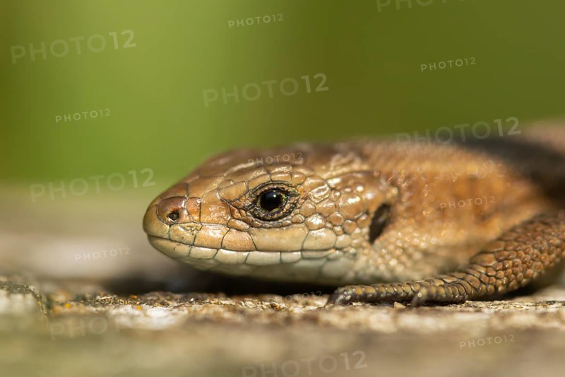 Common lizard (Zootoca vivipara) adult reptile basking on a wooden sleeper, England, United Kingdom, Europe