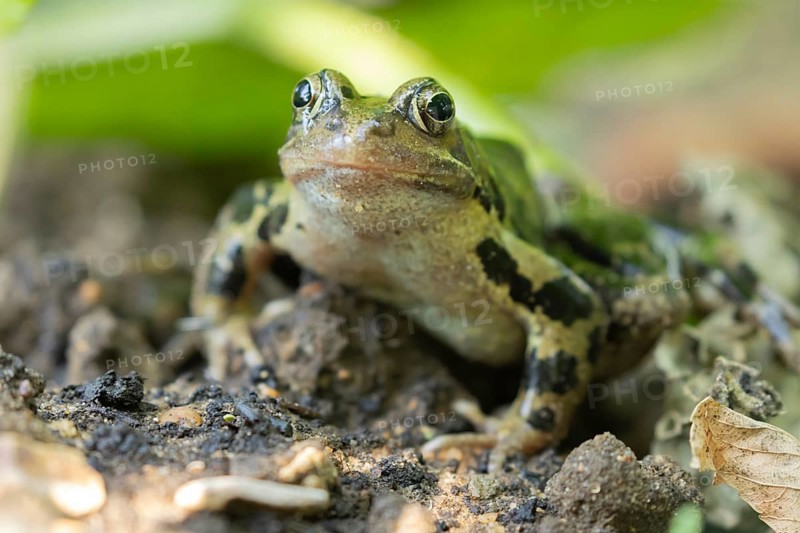Common frog (Rana temporaria) adult amphibian on a garden vegetable bed in the summer, England, United Kingdom, Europe