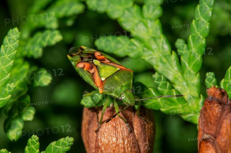 Sting bug Buntrock (Cyphostetus tristiatus) sucks plant sap from thuja cones, Baden-Württemberg, Germany, Europe