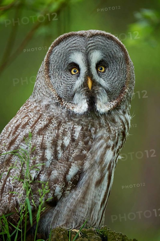 Barred Owl (Strix nebulosa), with grey brown plumage, in the forest, focused view, summer