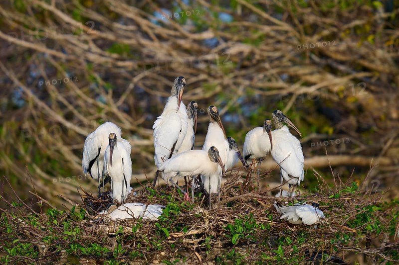 Wood stork (Mycteria americana), group on nest tree, Wakodahatchee Wetlands, Delray Beach, Florida, USA, North America