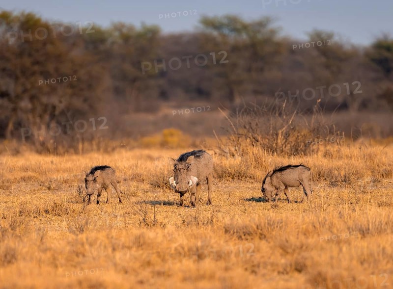 Common warthog (Phacochoerus africanus), three warthogs foraging for food, in the evening light, Khama Rhino Sanctuary, Serowe, Botswana, Africa
