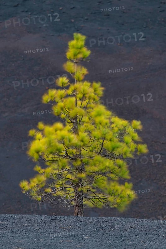 Canary Island pine (Pinus canariensis) Arena Negras, Teide National Park, Tenerife, Canary Islands, Spain, Europe