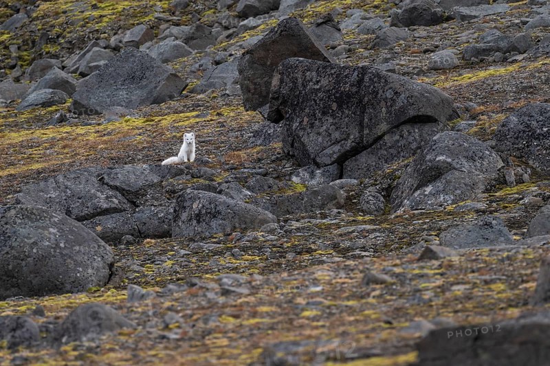 Arctic fox (Vulpes lagopus) in winter coat, Straumsland, Spitsbergen, Svalbard, Norway, Europe