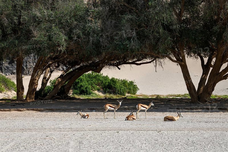 Angolan springboks (Antidorcas angolensis) in the Hoanib dry river, Kaokoveld, Kunene region, Namibia, Africa