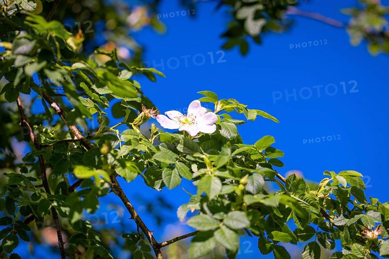 Rosa canina (Rosa corymbifera) in front of a blue sky, Ternitz, Lower Austria, Austria, Europe