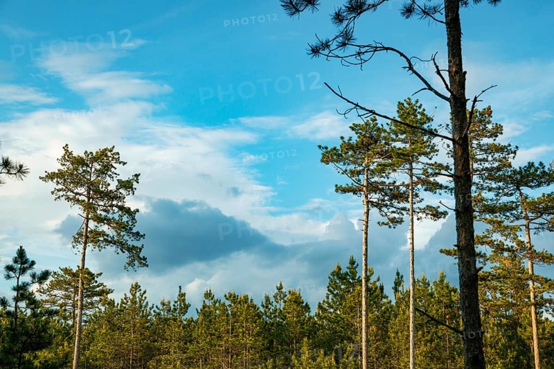 Tall european black pine (Pinus nigra) stretch out under a bright blue sky with a few clouds, Neunkirchen, Lower Austria, Austria, Europe