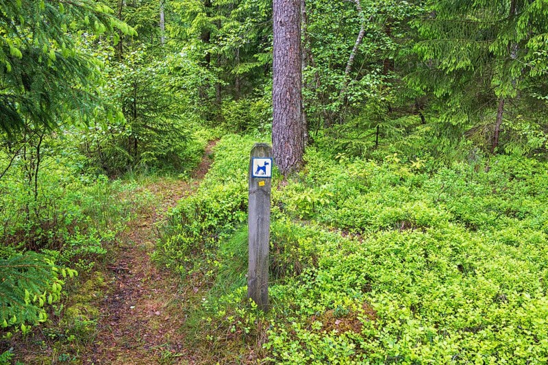 Sign for a dog footpath in a coniferous forest with blueberry bushes on the ground