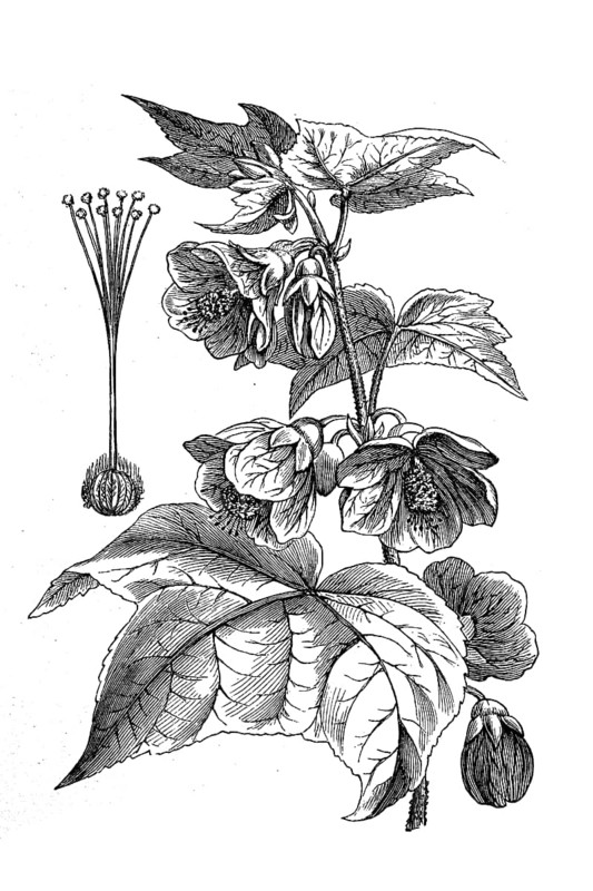 Callianthe darwinii, Abutilon darwinii, is a popular ornamental plant in hot regions with a humid climate, Historical, digital reproduction of an original from the 19th century