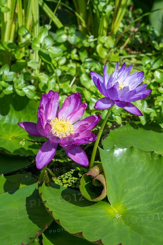 Blue-purple coloured tropical water lilies in garden pond, Gigantea Dark Purple, water lily, Baden-Württemberg, Germany, Europe