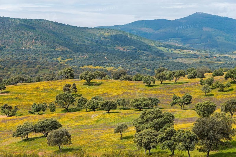 Wide landscape with green hills and trees, interrupted by yellow and blue of the sky in spring, landscape near Guadalupe, province of Cáceres, Caceres, Extremadura, Spain, Europe