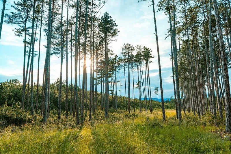 Tall european black pine (Pinus nigra) in the forest, broken by sunbeams shining on the ground, Neunkirchen, Lower Austria, Austria, Europe
