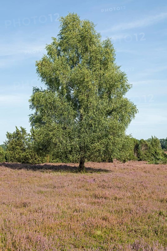 Heather blossom, trees, birch, near Wilsede, Bispingen, Lüneburg Heath, Lower Saxony, Germany, Europe