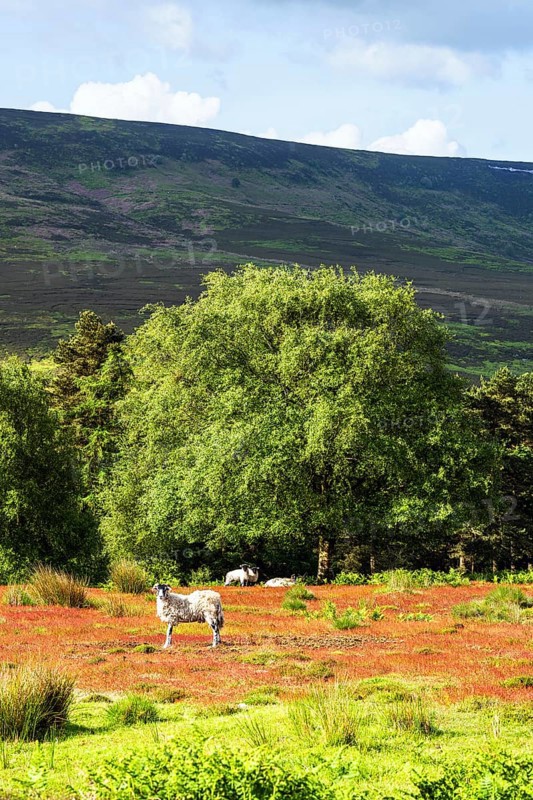 Farms and Sheeps in North York Moors National Park, Yorkshire, England, United Kingdom, Europe