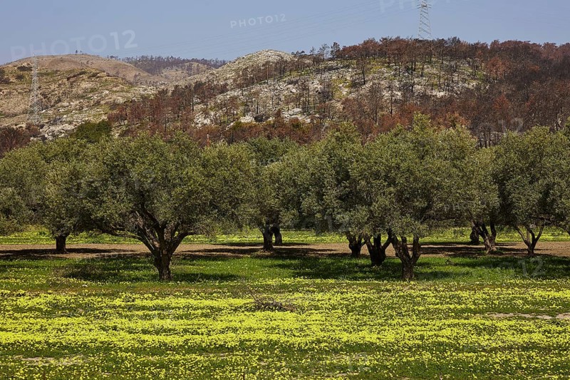 Field with olive trees and yellow flowers, rolling hills in the background, forest fires, summer 2023, forest fire damage, east of Lardos Beach, Rhodes, Dodecanese, Greek Islands, Greece, Europe
