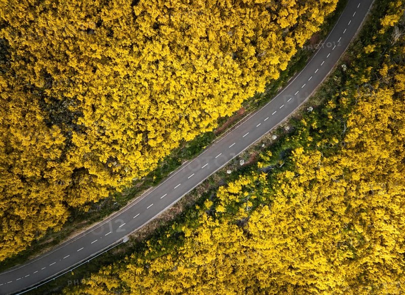 Aerial view of road among yellow Cytisus blooming shrubs near Pico do Arieiro, Portugal, Europe