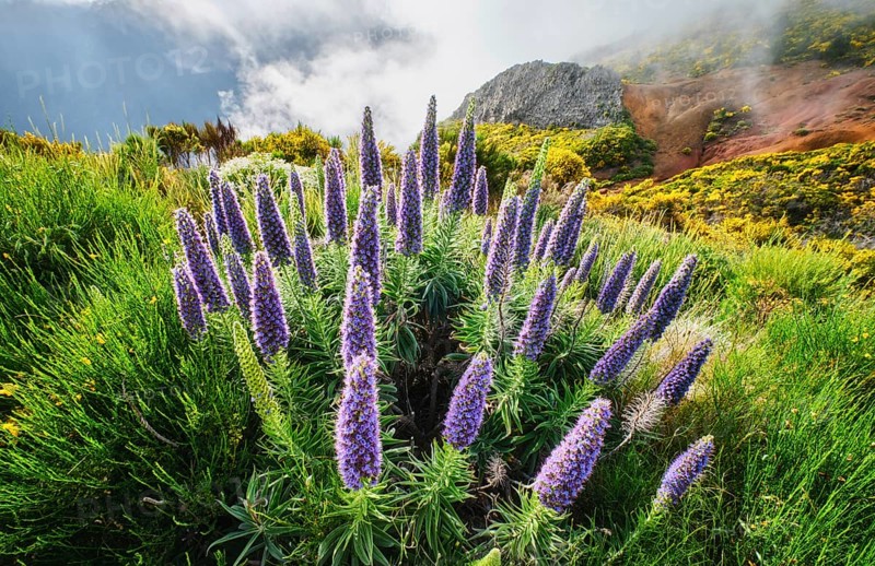 Madeira landscape with Pride of Madeira flowers and blooming Cytisus shrubs and mountains in clouds. Miradouros do Paredao, Madeira island, Portugal, Europe