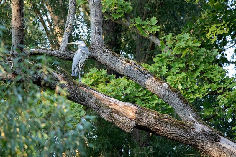 Grey heron sitting on a tree, Stadtpark Rotehorn, Magdeburg, Saxony-Anhalt, Germany, Europe