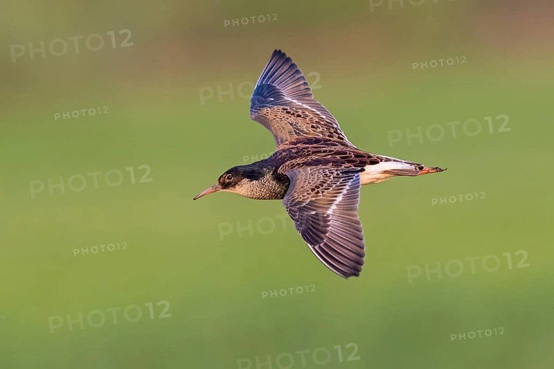 Ruff (Philomachus pugnax), male, flight photo, Narew, Bialystok, Podlasie, Poland, Europe