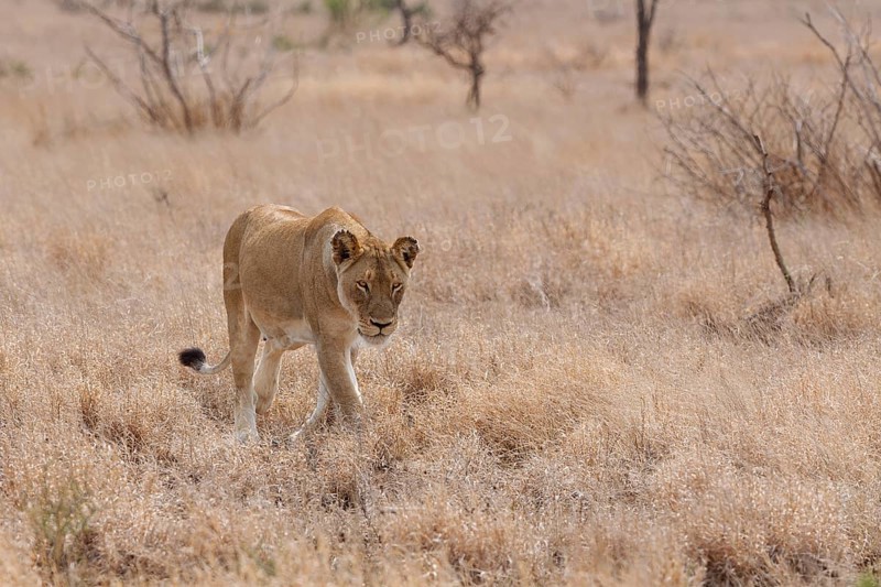 African lion (Panthera leo melanochaita), lioness, adult female walking in dry grass, savanna, Kruger National Park, South Africa, Africa