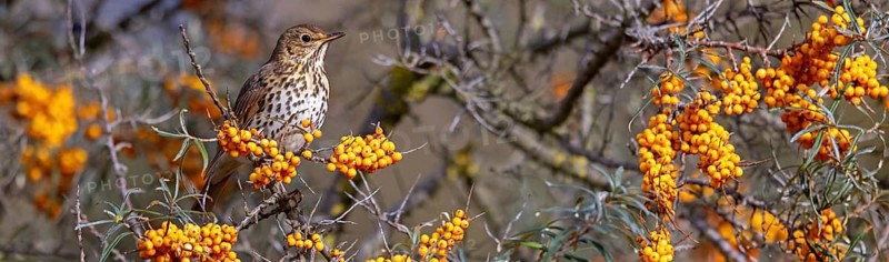 Song thrush (Turdus philomelos), Heligoland Island, Schleswig-Holstein, Federal Republic of Germany