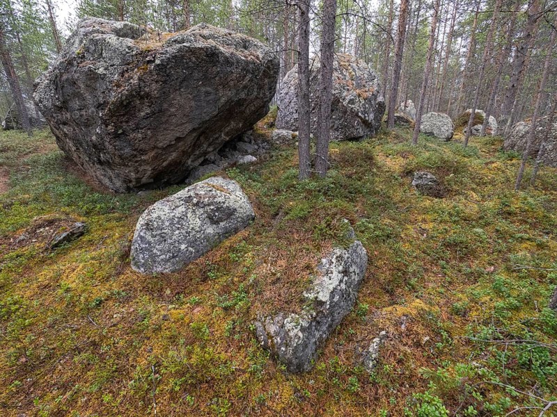 Glacial Boulders, remnants of the last Ice Age, amidst a Pine Tree forest, (Pinus slyvestris), May, Finnish Lapland