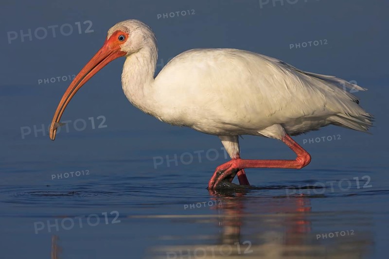Snowy ibis, (Eudocimus albu), White ibis, Little Estero Lagoon, Everglades NP, Florida, USA, North America