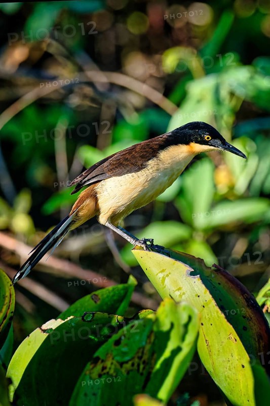 Black capped Donacobius (Donacobius atricapilla) perched on a branch in the tropical forest, Alta Floresta, Amazona, Brazil, South America