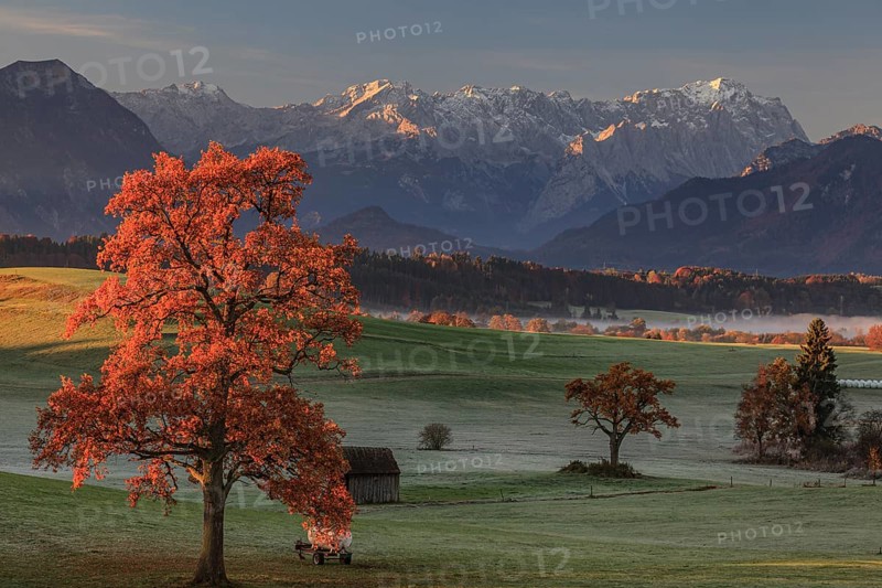 Autumnal coloured tree in front of mountain landscape, hoarfrost, oak, behind Zugspitze, near Murnau, Bavaria, Germany, Europe