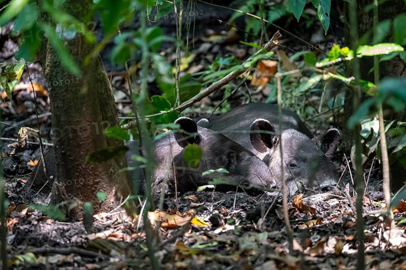 Baird's tapir (Tapirus bairdii), mother with young, lying asleep in the rainforest, Corcovado National Park, Osa, Puntarena Province, Costa Rica, Central America