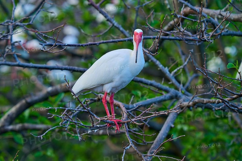 White Ibis, Snow Ibis (Eudocimus albu), standing on a branch, Wakodahatchee Wetlands, Delray Beach, Florida, USA, North America
