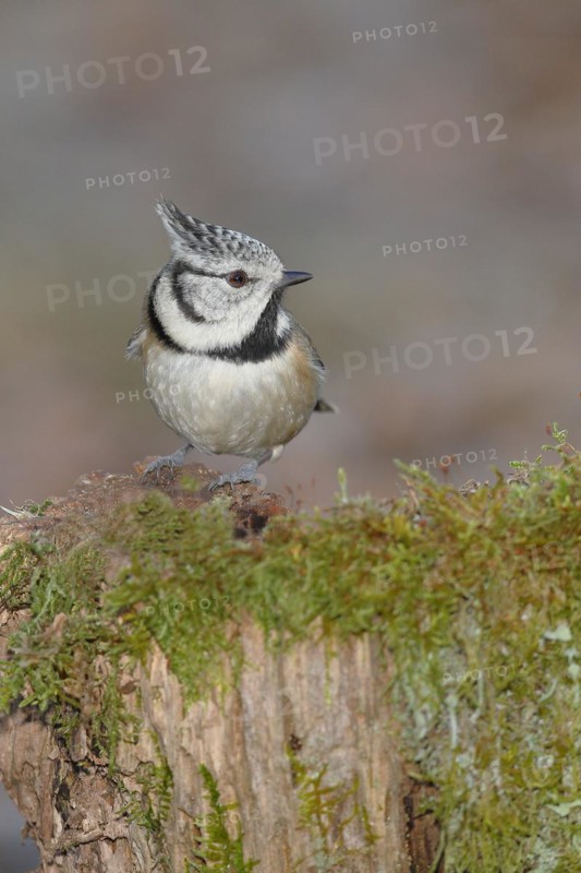 Crested Tit (Lophophanes cristatus), sitting on a tree root covered with moss, Wilnsdorf, North Rhine-Westphalia, Germany, Europe