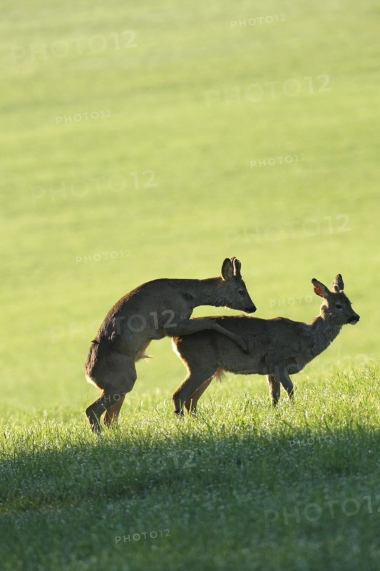 European roe deer (Capreolus capreolus) fawn in velvet and winter coat playfully mounting another fawn with spikes of different lengths, Allgäu, Bavaria, Germany, Europe