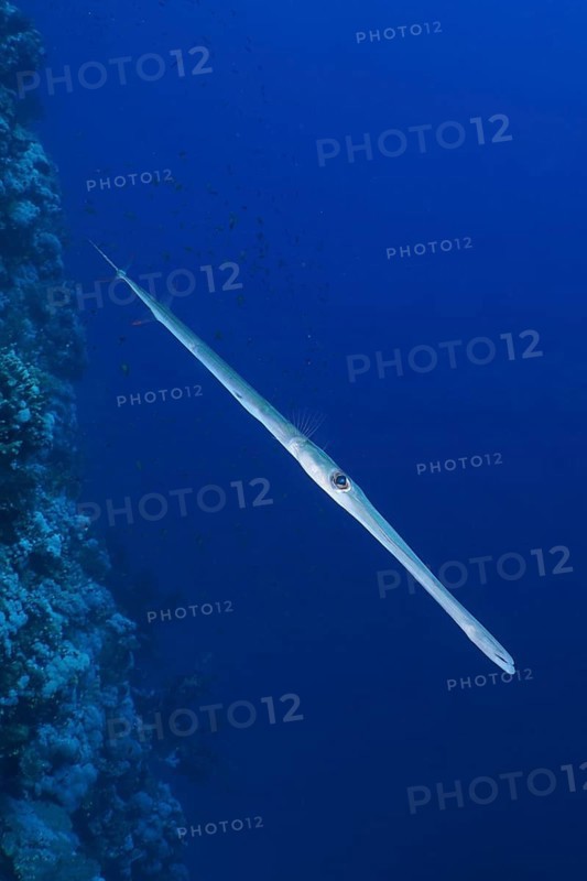 A Bluespotted Cornetfish (Fistularia commersonii) swims parallel to a coral reef in the blue ocean. Dive site Small Brother, Brother Islands, Egypt, Red Sea, Africa