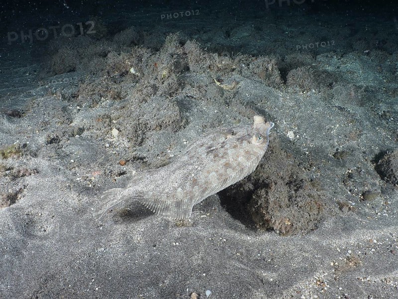 A flounder, wide-eyed turbot (Bothus podas maderensis), at night on the dark seabed, well camouflaged. Dive site Playa, Los Cristianos, Tenerife, Canary Islands, Spain, Europe