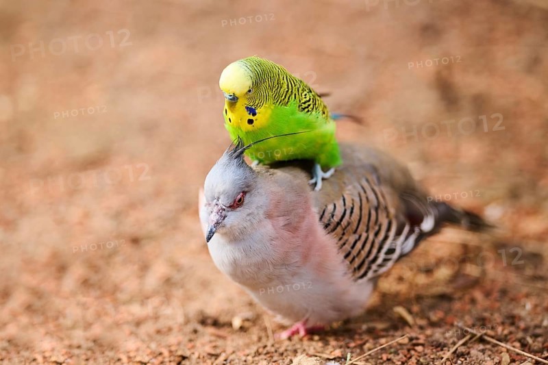 Animal Friendship of a Crested pigeon (Ocyphaps lophotes) cuddeling a Budgerigar (Melopsittacus undulatus), France, Europe